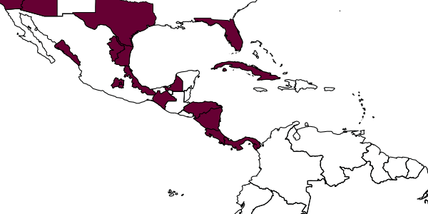 map of Gonatocerus mexicanus     Perkins, 1912